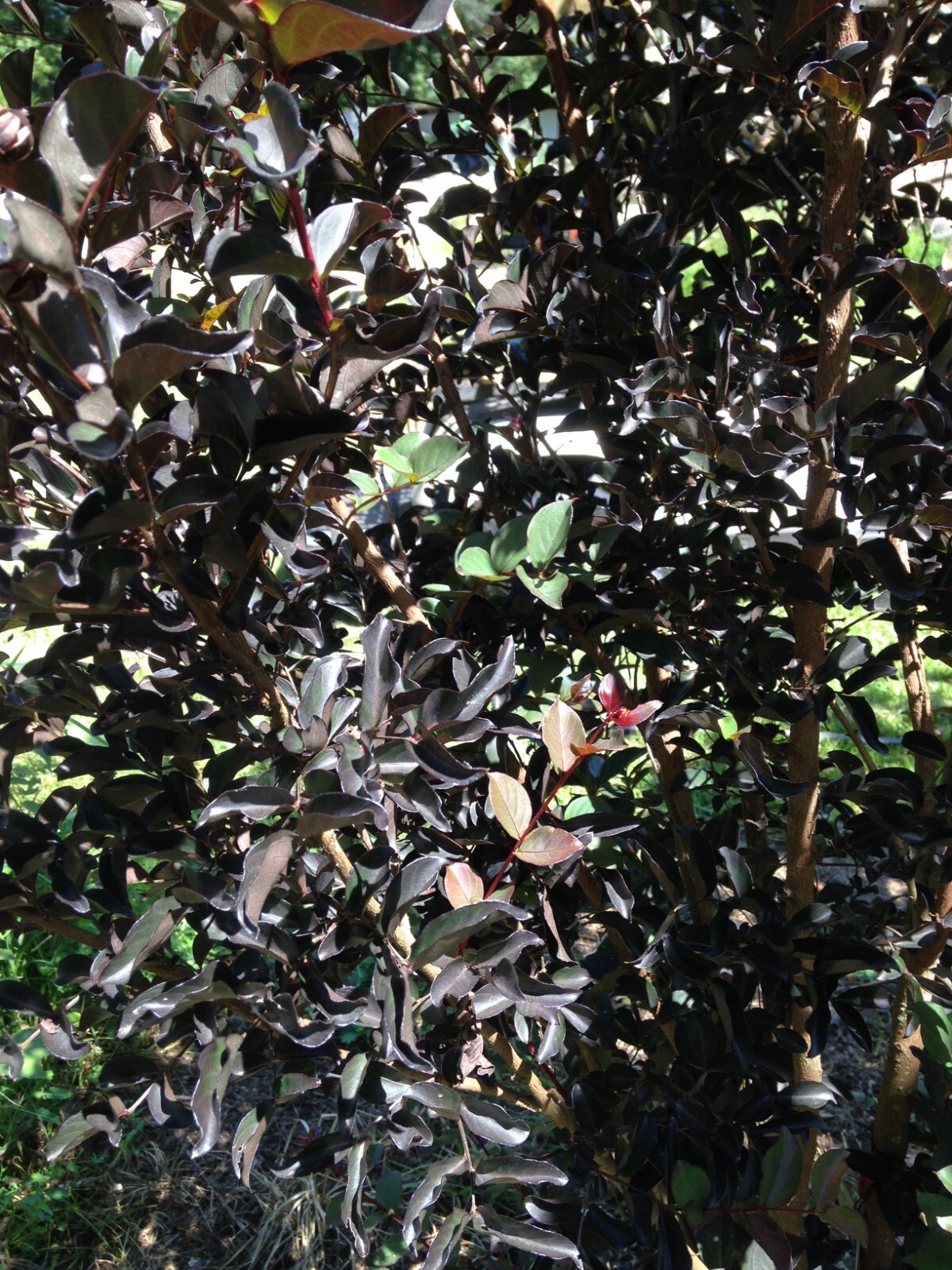 Crape Myrtle Ebony Diamond Red Fire Lagerstroemia 10 seeds