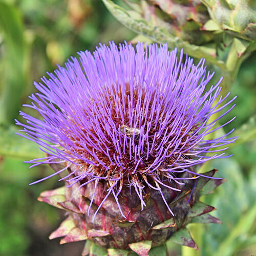 Cardoon Seeds | 15 Seeds | Heirloom – Non-GMO | Free Shipping | Herb Seeds 1292