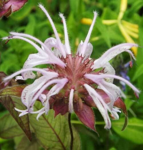 Monarda bradburiana | Eastern Bee Balm | Bradburys Beebalm | 20_Seeds