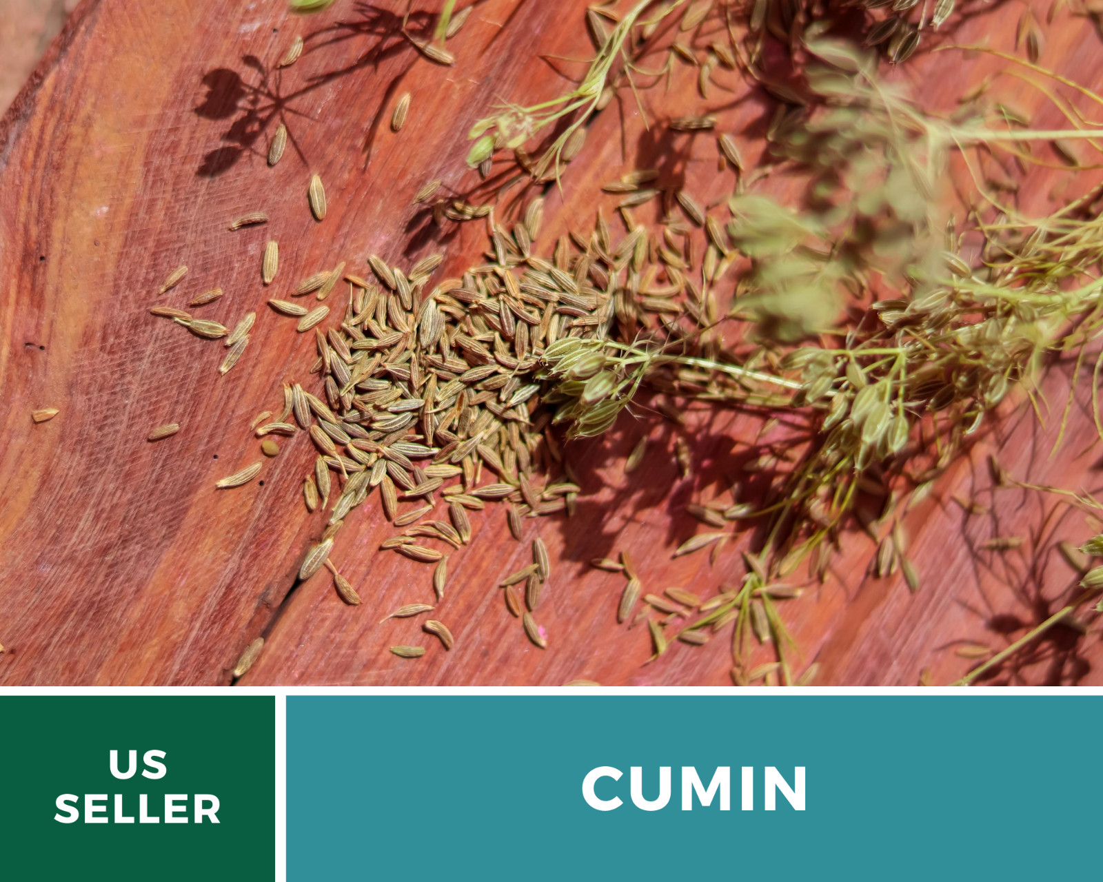 Cumin – 100 Seeds – Medicinal & Culinary Herb – Heirloom – Non GMO