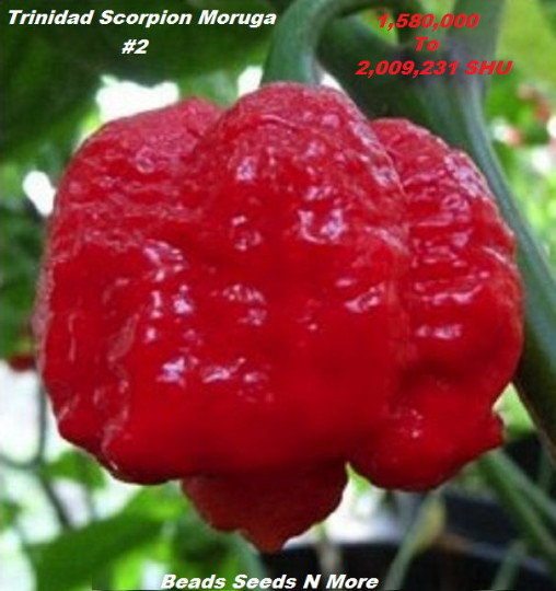 COMBO PACK 3 KINGS – Carolina Reaper HB22a – Trinidad Scorpion & Ghost Pepper