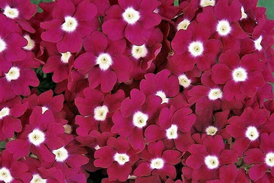 201+VERBENA MIX Flower Seeds Groundcover Hanging Baskets Container Flower Garden
