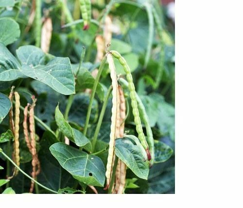 15 – 500 Seeds BLACKEYE PEA Black Eye Eyed Southern Cow Peas Heirloom Beans