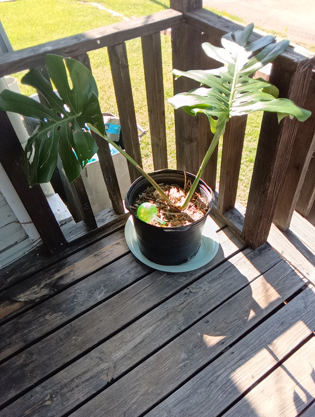 Plants for A Beautiful Home Indoor/Outdoor Indoor Plant