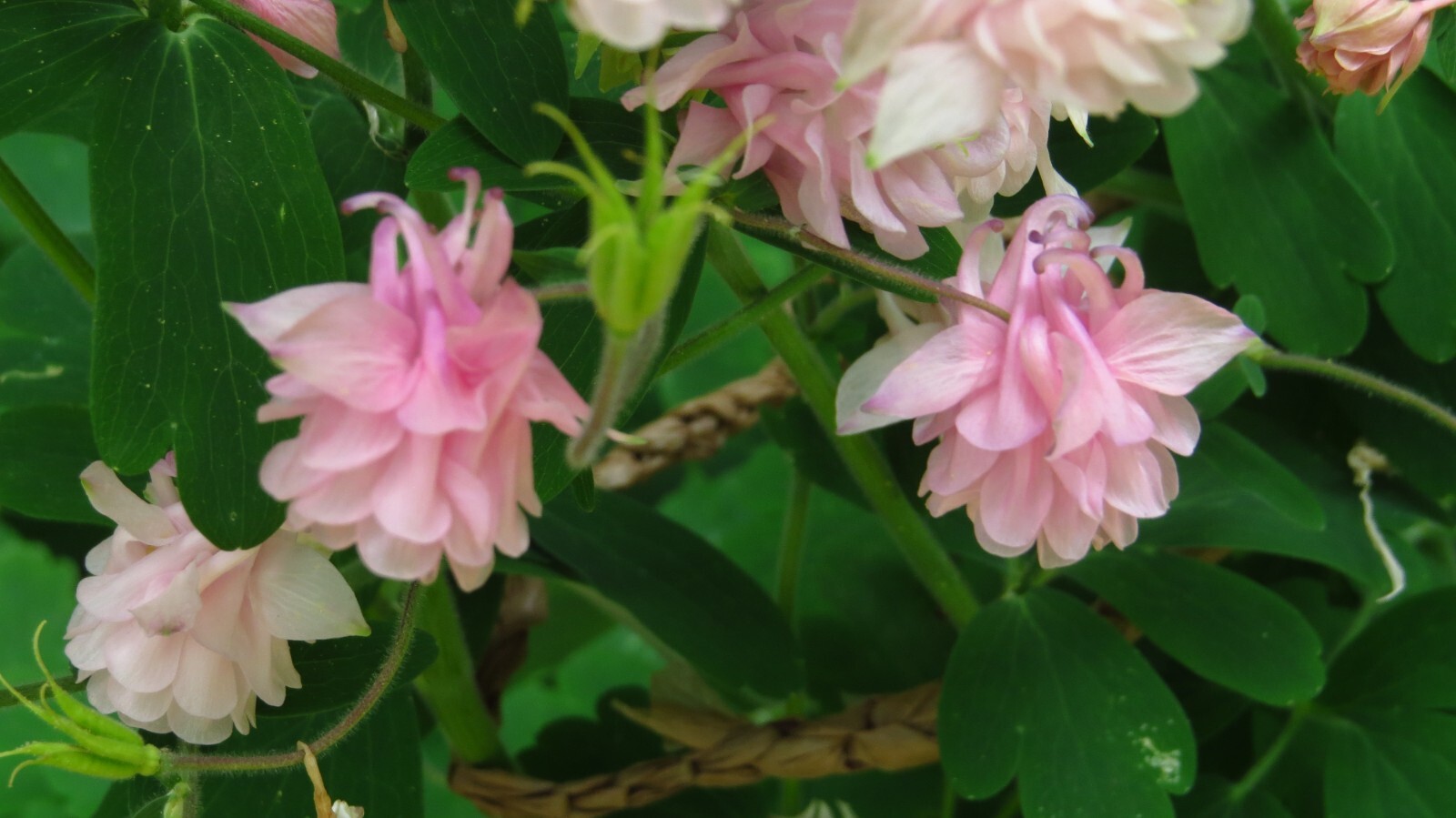 100+ Rare Light Pink Multi Layer Columbine Perennial Flower Seeds.