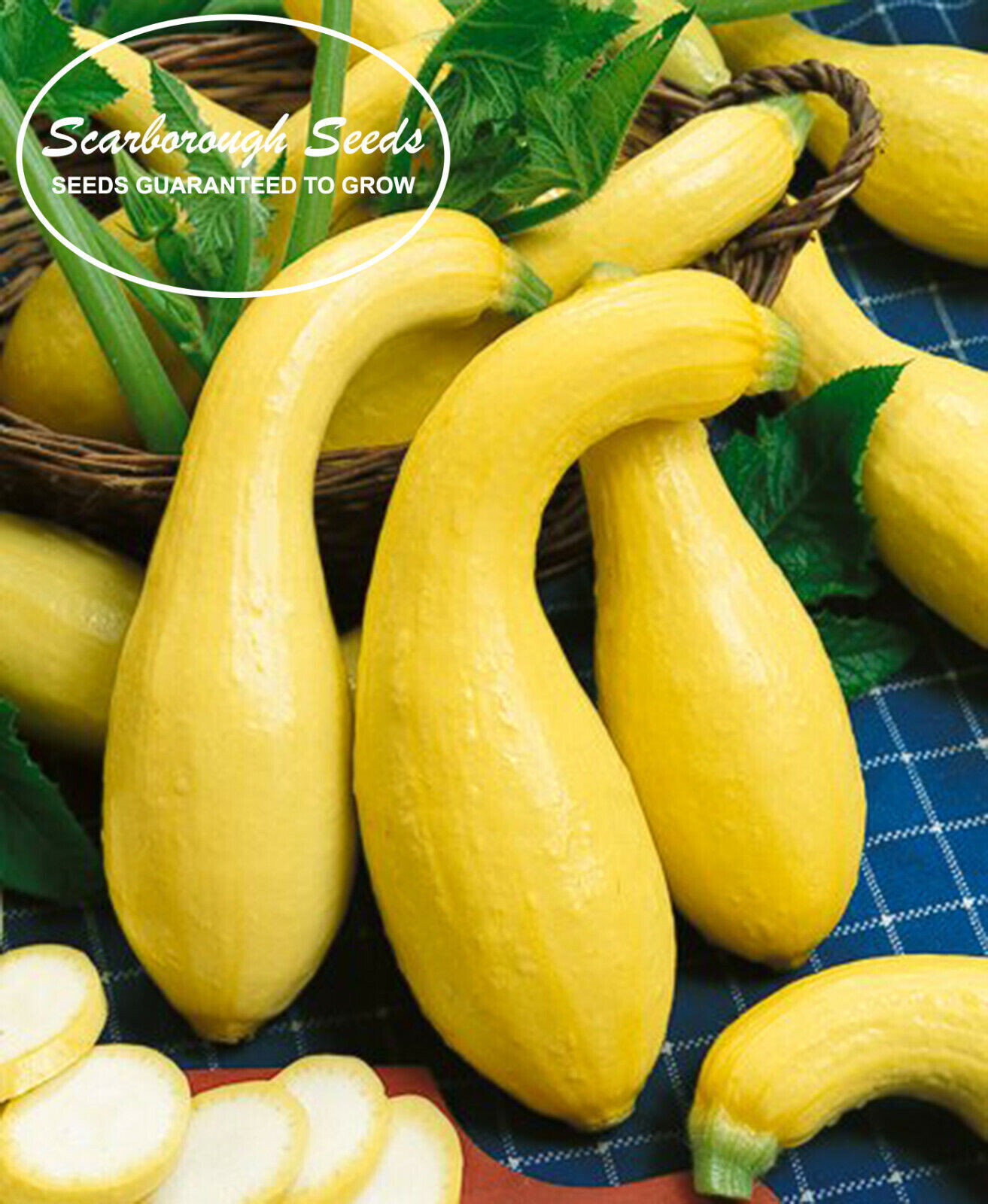 SCARBOROUGH SEEDS Crookneck Yellow Squash Seeds – 25 SEEDS-SAME DAY SHIPPING
