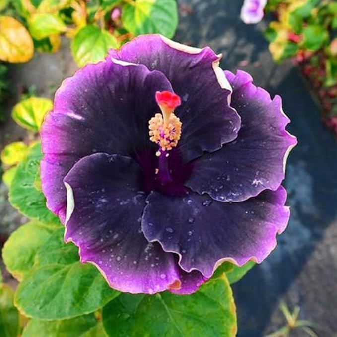 Exotic Hibiscus Flower Seeds, 30pcs, Striking Dark Tones, Drought-Tolerant, P…