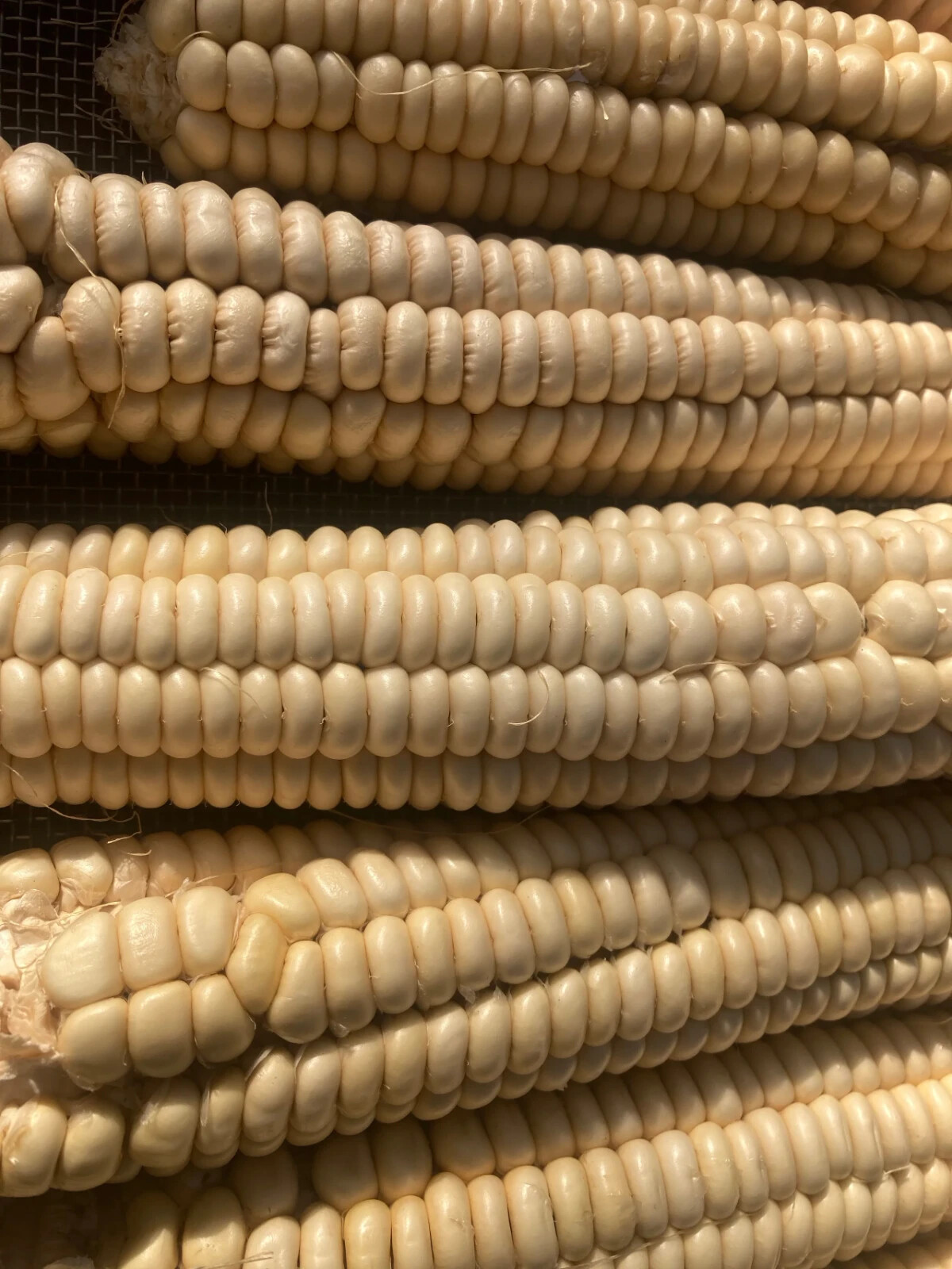 Corn Seeds 50 Rare Onieda White Flour Corn Seed Native American Heirloom Organic