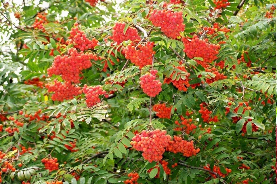 10+ Rowan European Mountain Ash Plant Tree Seeds (Fast Fall Color) Sorbus aucupa