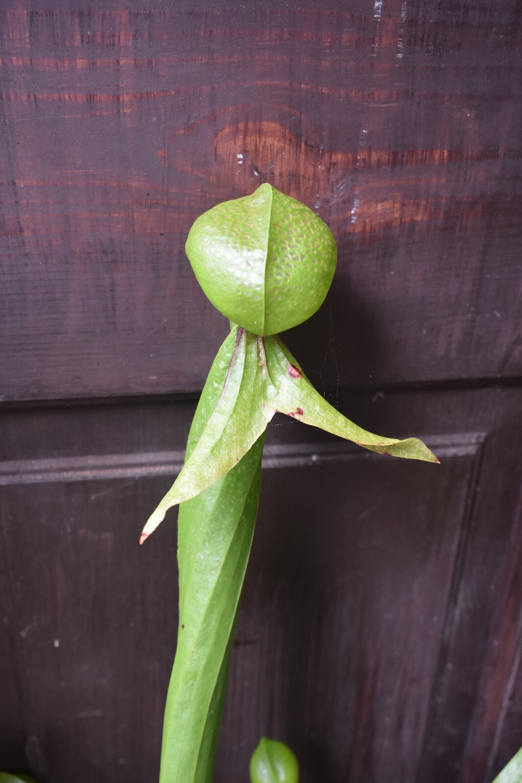 2025 NEW! COBRA LILY Darlingtonia Murkwood’s GIANT x SELF Carnivorous Plant SEED