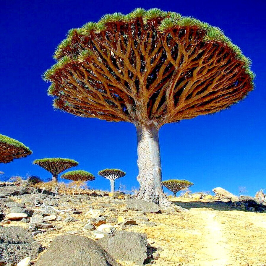 10 Dragon’s Blood Tree Seeds (Dracaena draco) Exotic Canary Island Palm Bonsai