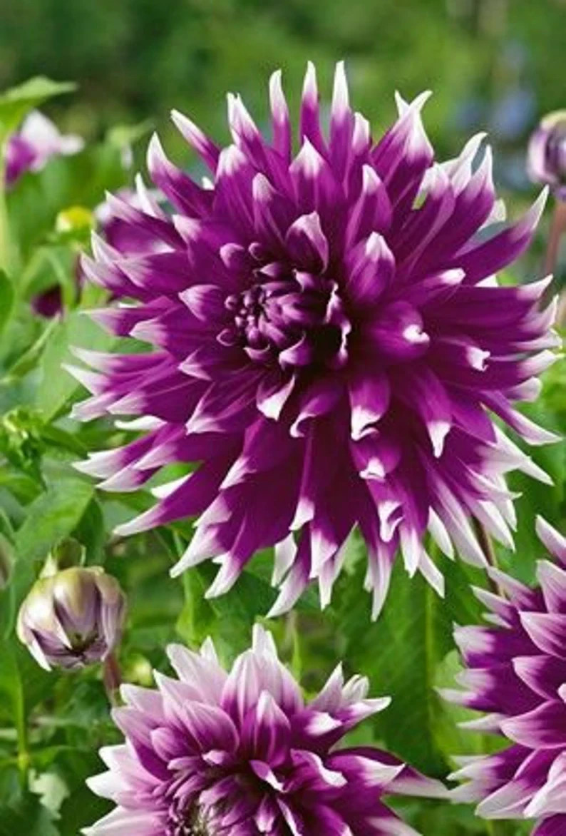 25 Dahlia Seeds Perennial Heirloom Pollinator Flower Seed Flowers “Conentrate”