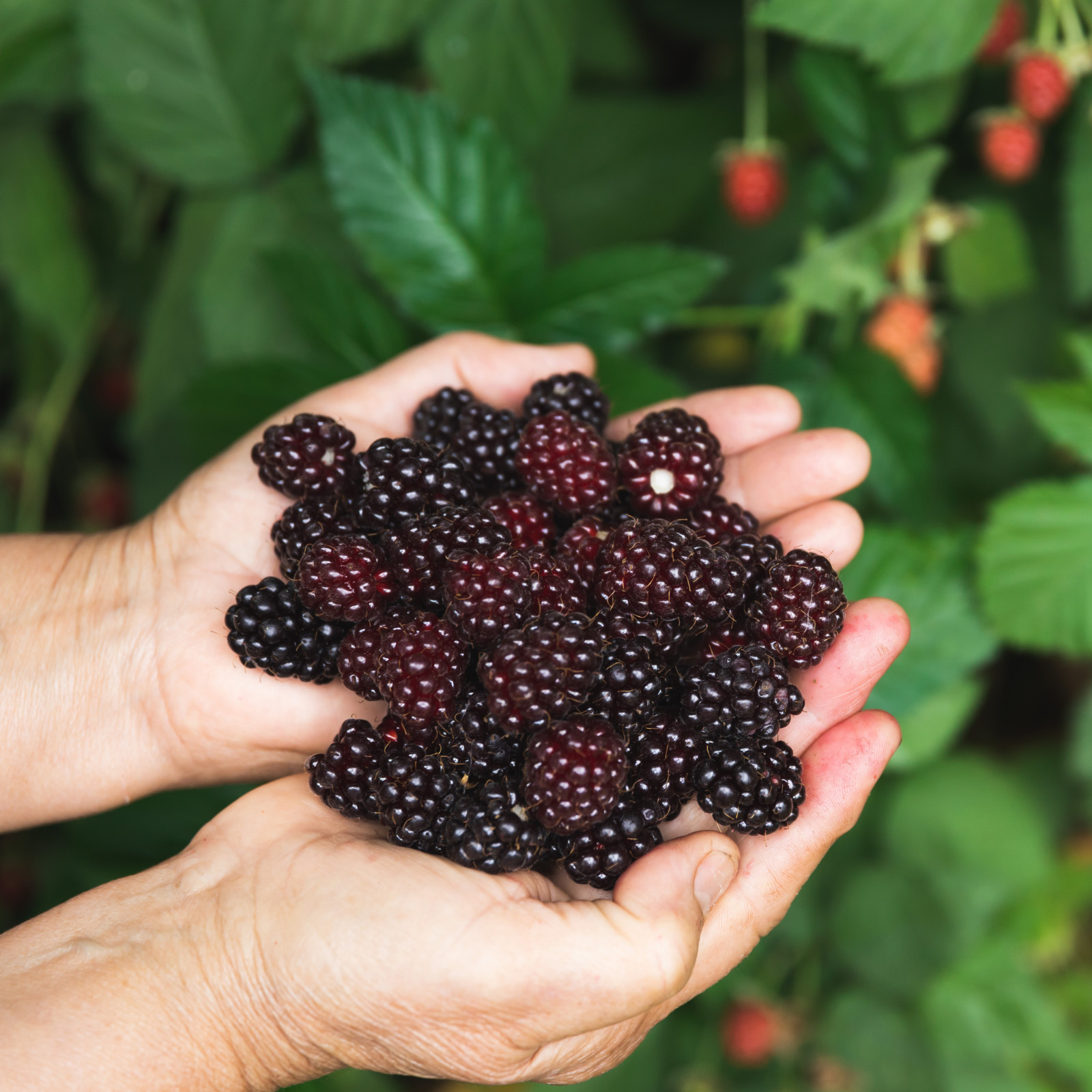 Chester Blackberry – 2 Blackberry Plants
