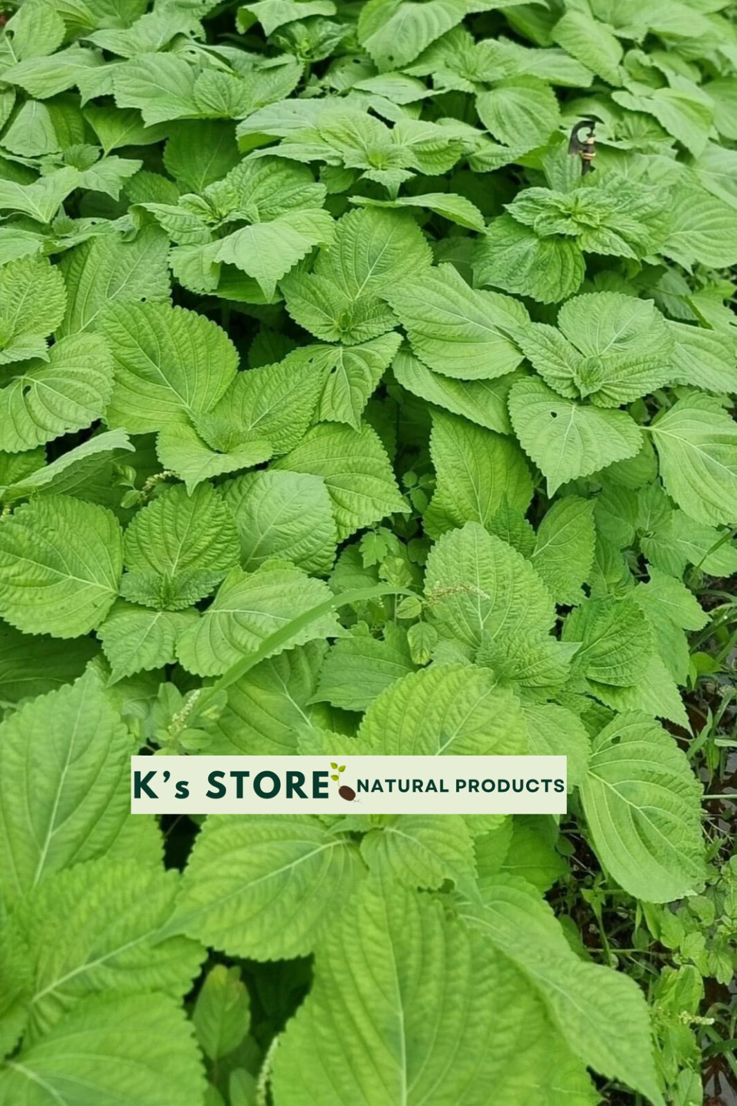 KOREAN SHISO HERD SEEDS (PERILLA), RAU MÈ HÀN QUỐC, 들깨 깻잎, 朝鮮紫蘇 シソ K’s