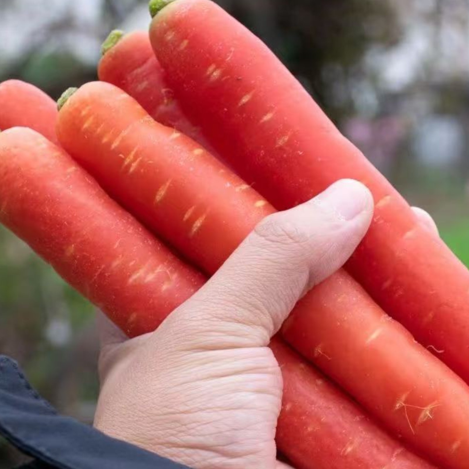 1000 Red Carrot Seeds – Vibrant Root Vegetable for Healthy and Colorful Gardens