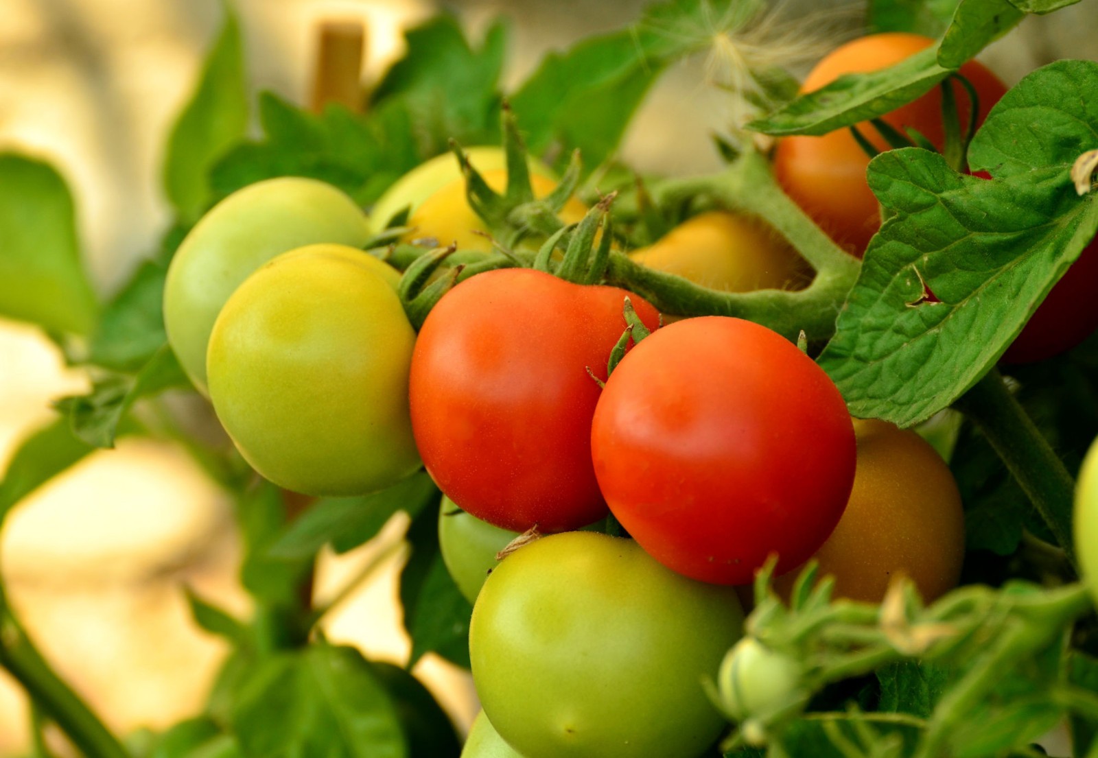 20 All Natural Organic Heirloom Nepal Tomato Seeds!