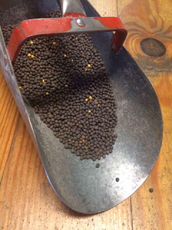 Hairy Vetch Seeds for Wildlife Food Plots & Cover Crop 1/4 pound