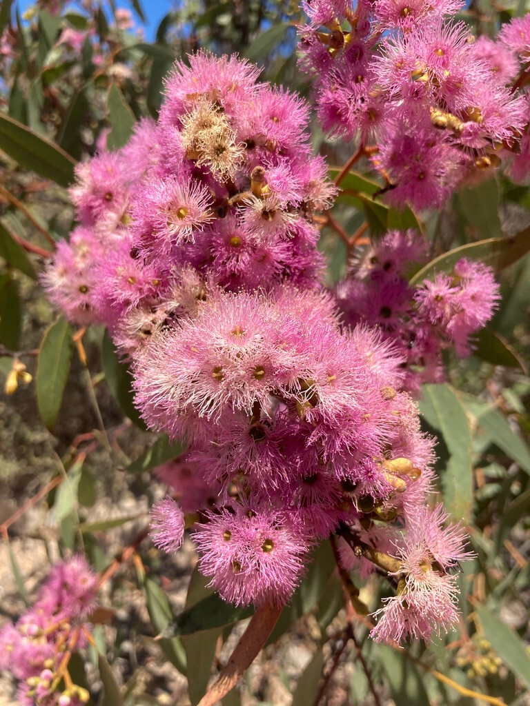50x Eucalyptus albopurpurea Seeds – ‘Purple-flowered Mallee Box’