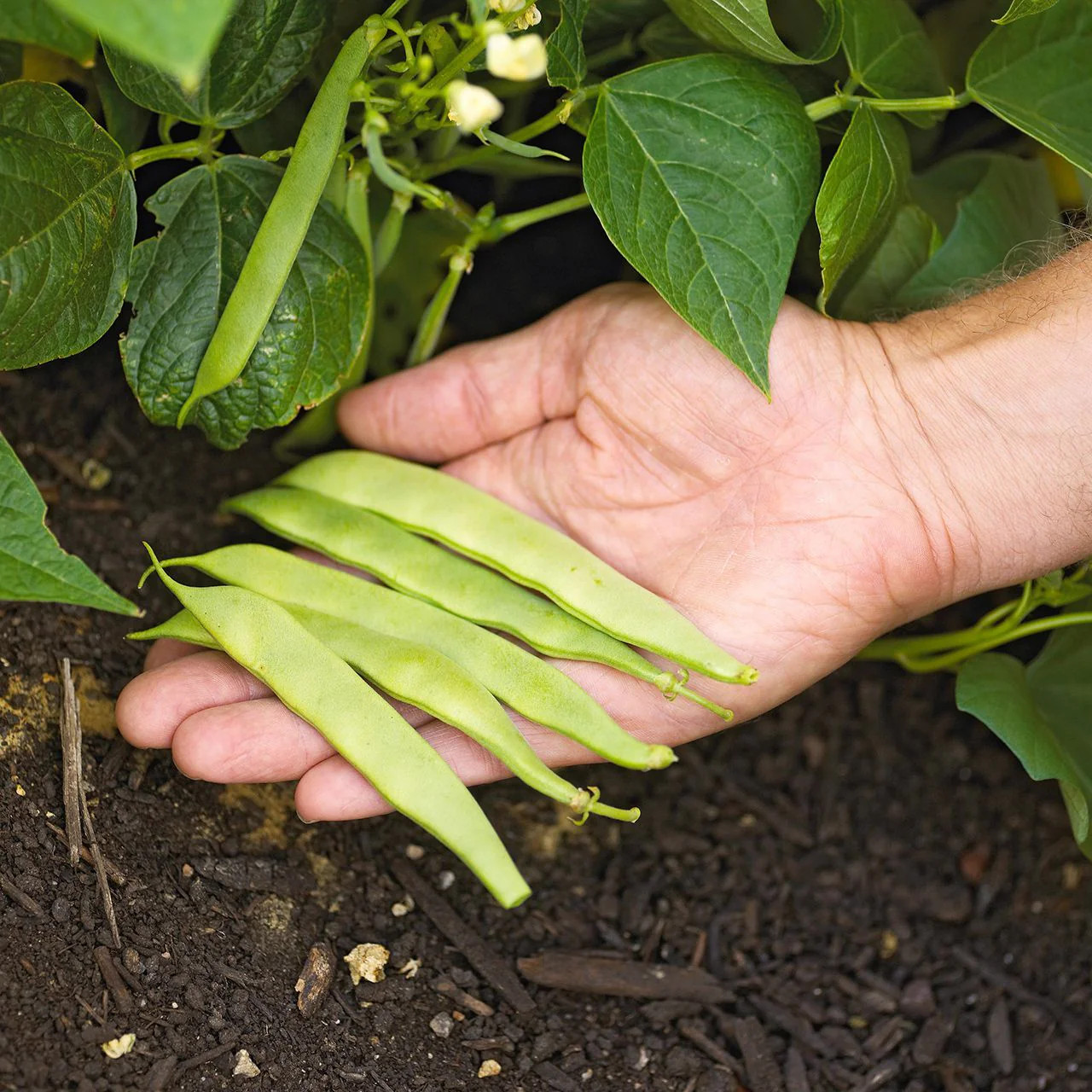 Roma II Romano Bean Seeds | Italian Roma 2 Bush Beans Green Heirloom Seed 2024
