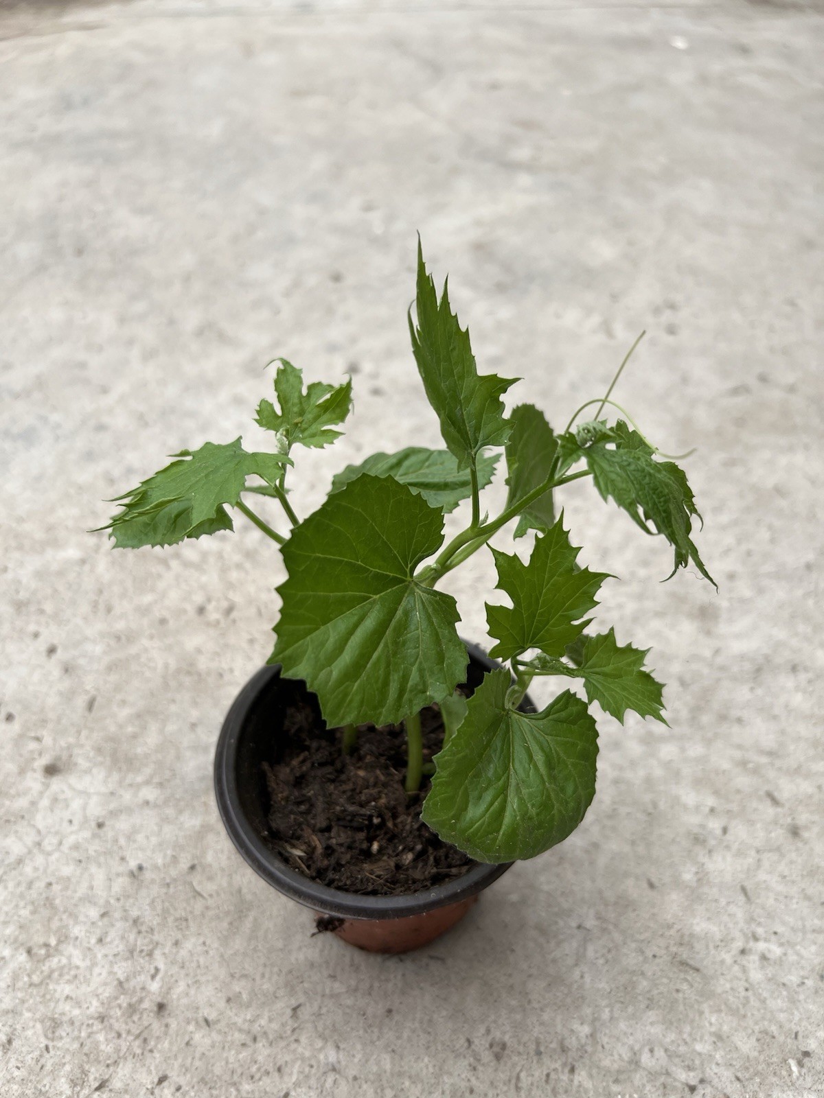BitterMelon Starter Plant With Pot Ready To Plant