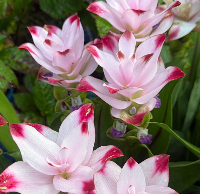 Curcuma Siam Swing Plant – 3-6″Tall – Tropical Ginger Flower Ornamental Curcuma