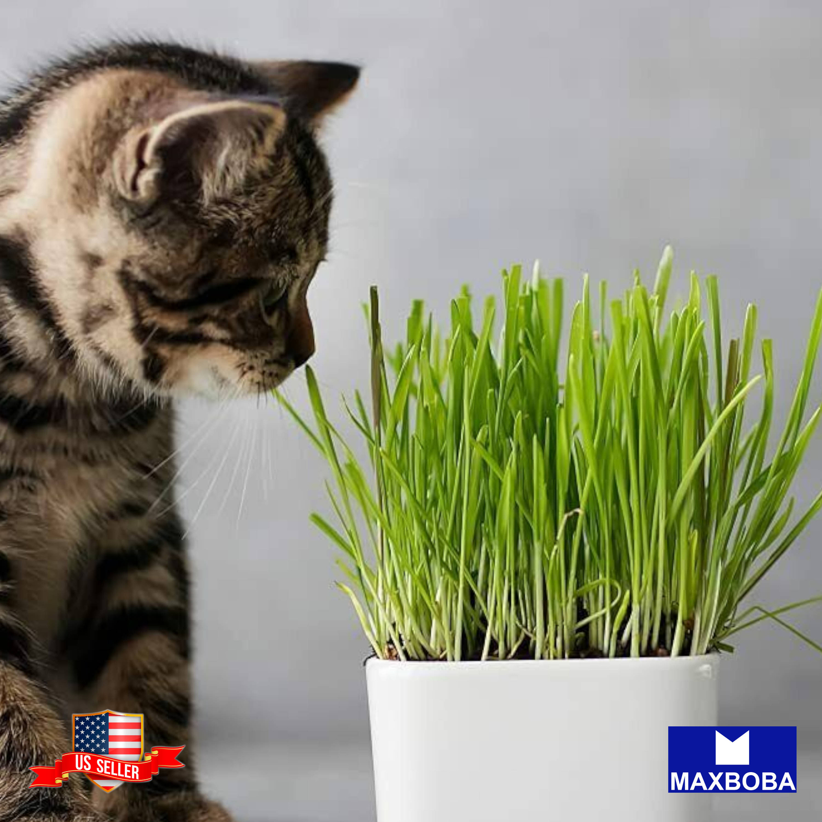 120+ Wheatgrass (Organic) Cat Grass Seeds Non-GMO Heirloom BTGO 75% OFF
