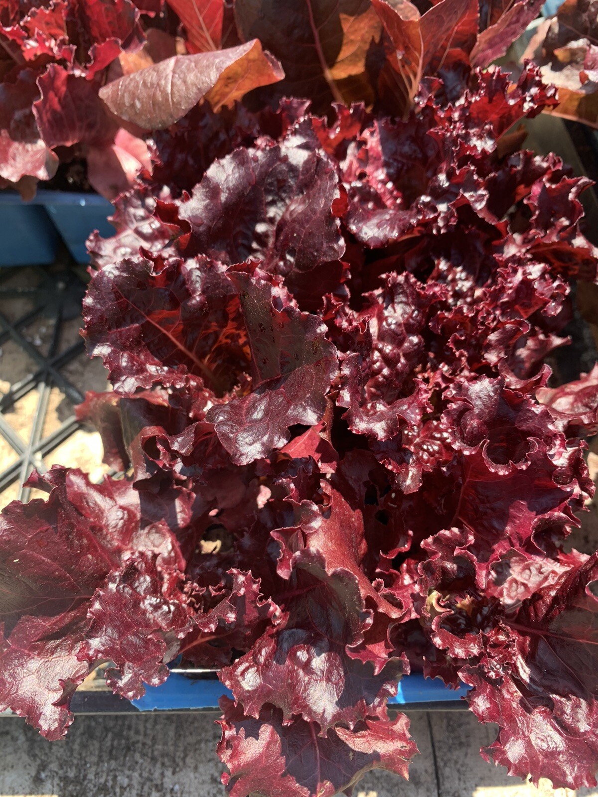 1 Organic Lollo Rossa Atsina Lettuce 4 Inches Pot