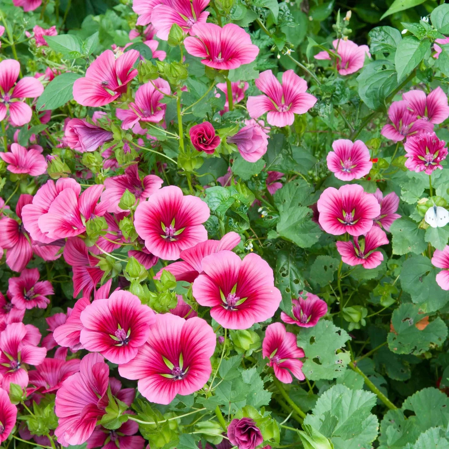 100+ Vulcan Malope Trifida Seeds – Mallowwort Flower – Large Pink Annual Garden
