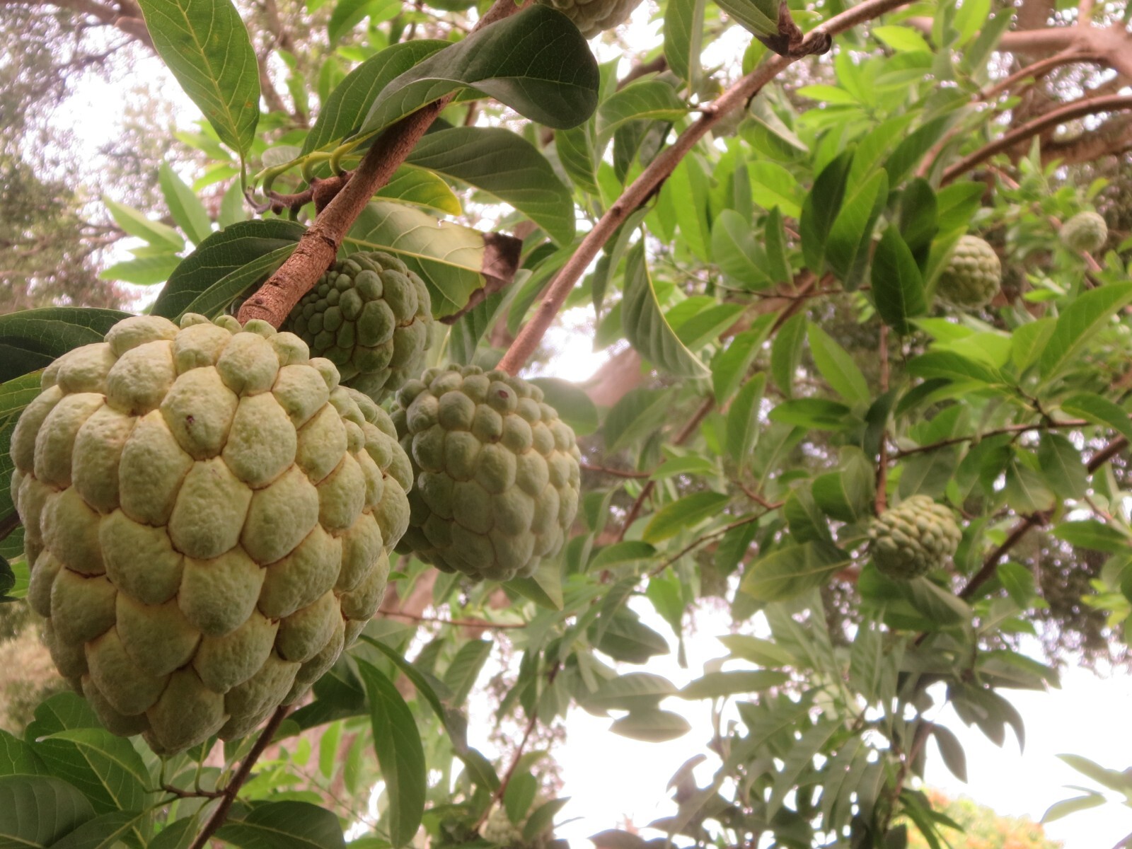 Sugar Apple Annona Squamosa Fruit Organic 10 Seeds Florida Grown Harvested 2024