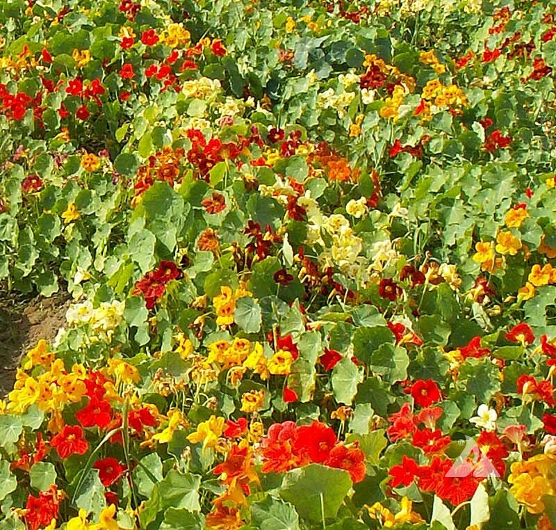 Nasturtium TIP TOP Mix DWARF Vine Red Orange Tubular Edible Non-GMO 20 Seeds
