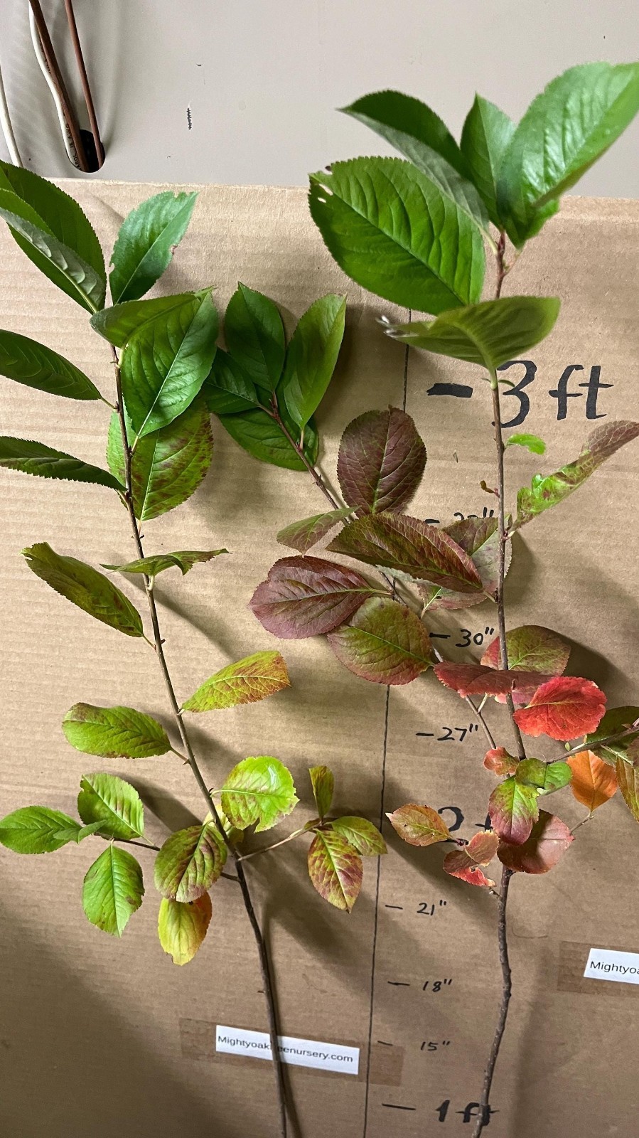 2-3 ft tall Viking Aronia melanocarpa – Black chokeberry, plant potted