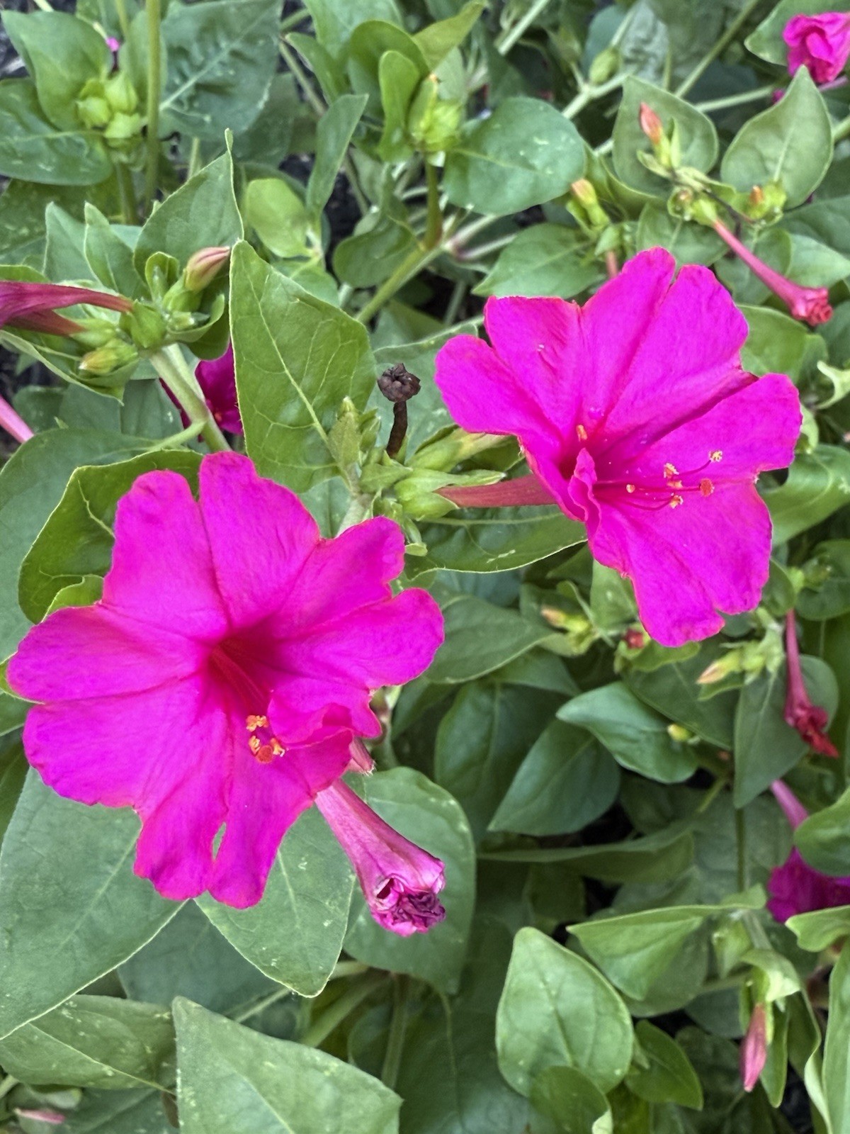 Four O’Clock HUMMINGBIRD PINK FUCHSIA Mirabilis Jalapa 25 Seeds!