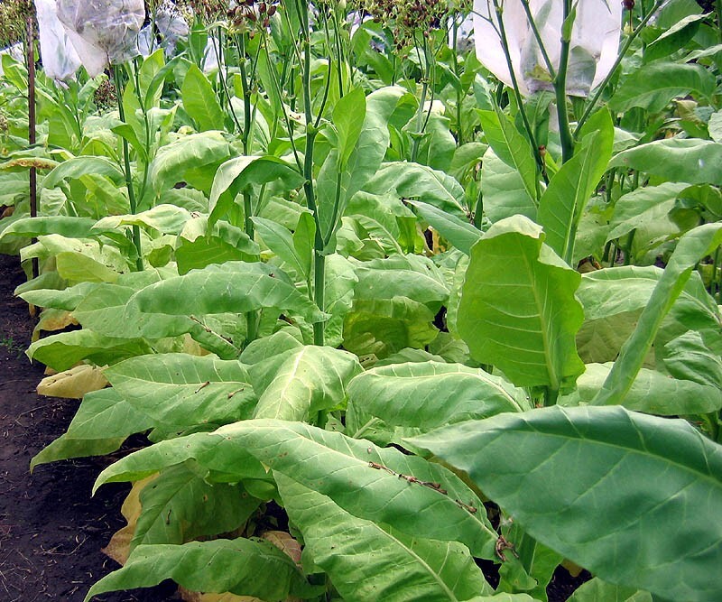 1000 L’Assomption Tobacco Seeds ~ Filler Type Heirloom Non-GMO Nicotiana Tabacum