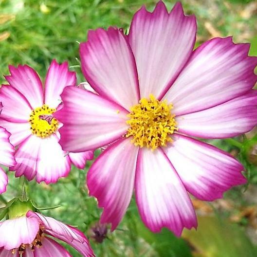 Cosmos PICOTEE Sensation Striped Edges Red & White Flowers Non-GMO 200 Seeds!