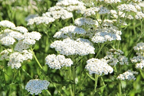 500 WHITE YARROW SEEDS | SALE FREE SHIPPING NON GMO HEIRLOOM