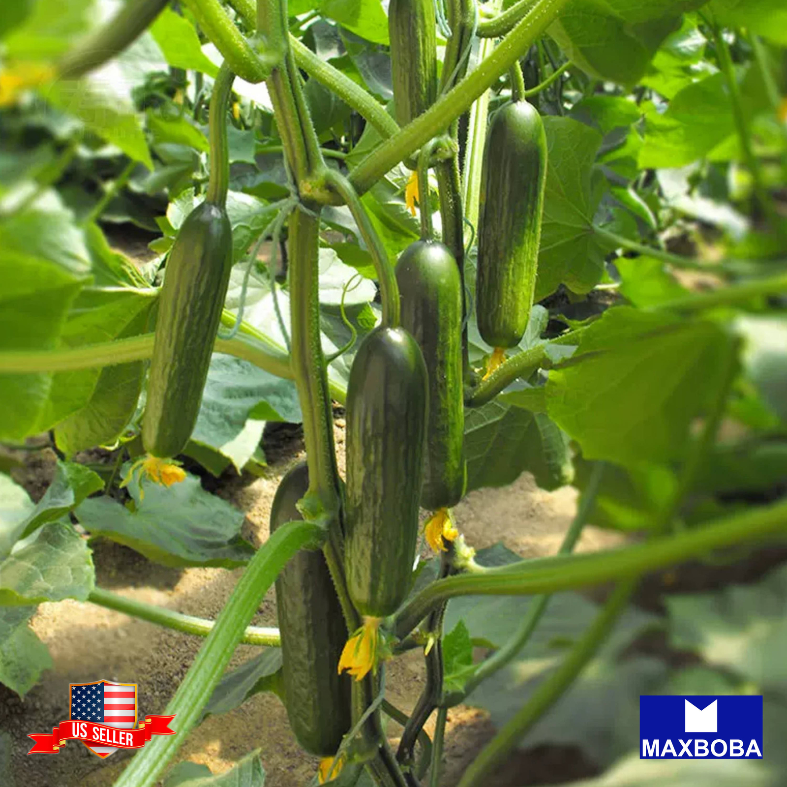 Cucumber Seeds Marketer Heirloom Vegetable Non-GMO