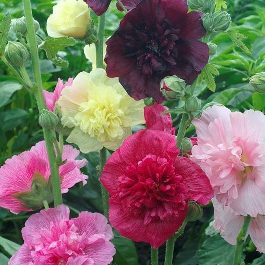 Hollyhock MAJORETTE DOUBLE MIX Dwarf Biennial Pollinators USA Non-GMO 50 Seeds!