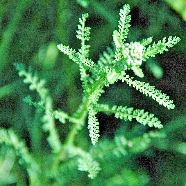 COLORADO YARROW Seeds *FREE Shipping!* Achillea Millefolium Pink Yarrow Herb