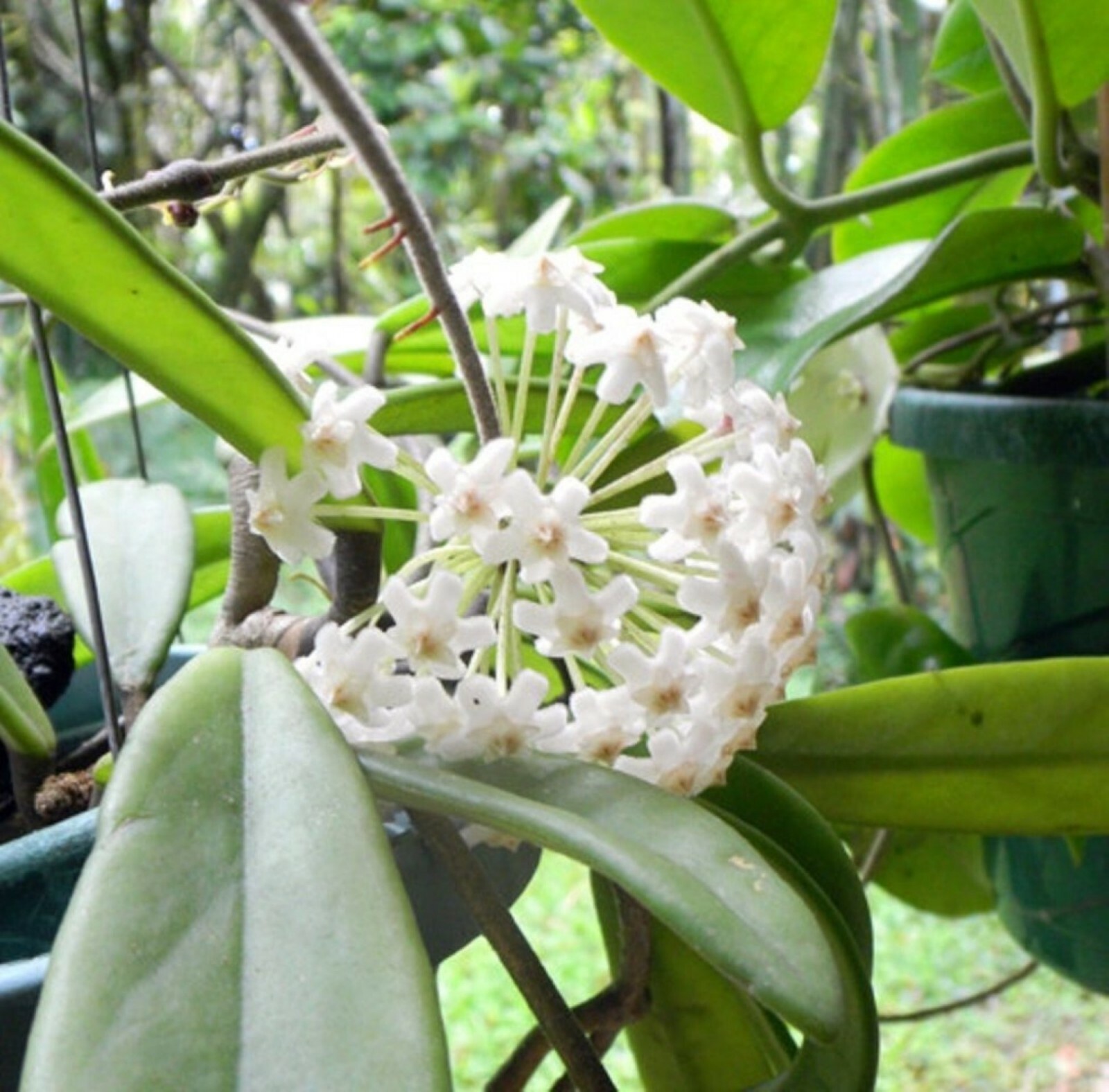 Hoya Keysii (Hoya australis) 1yo plant with 5-6 leaves well rooted