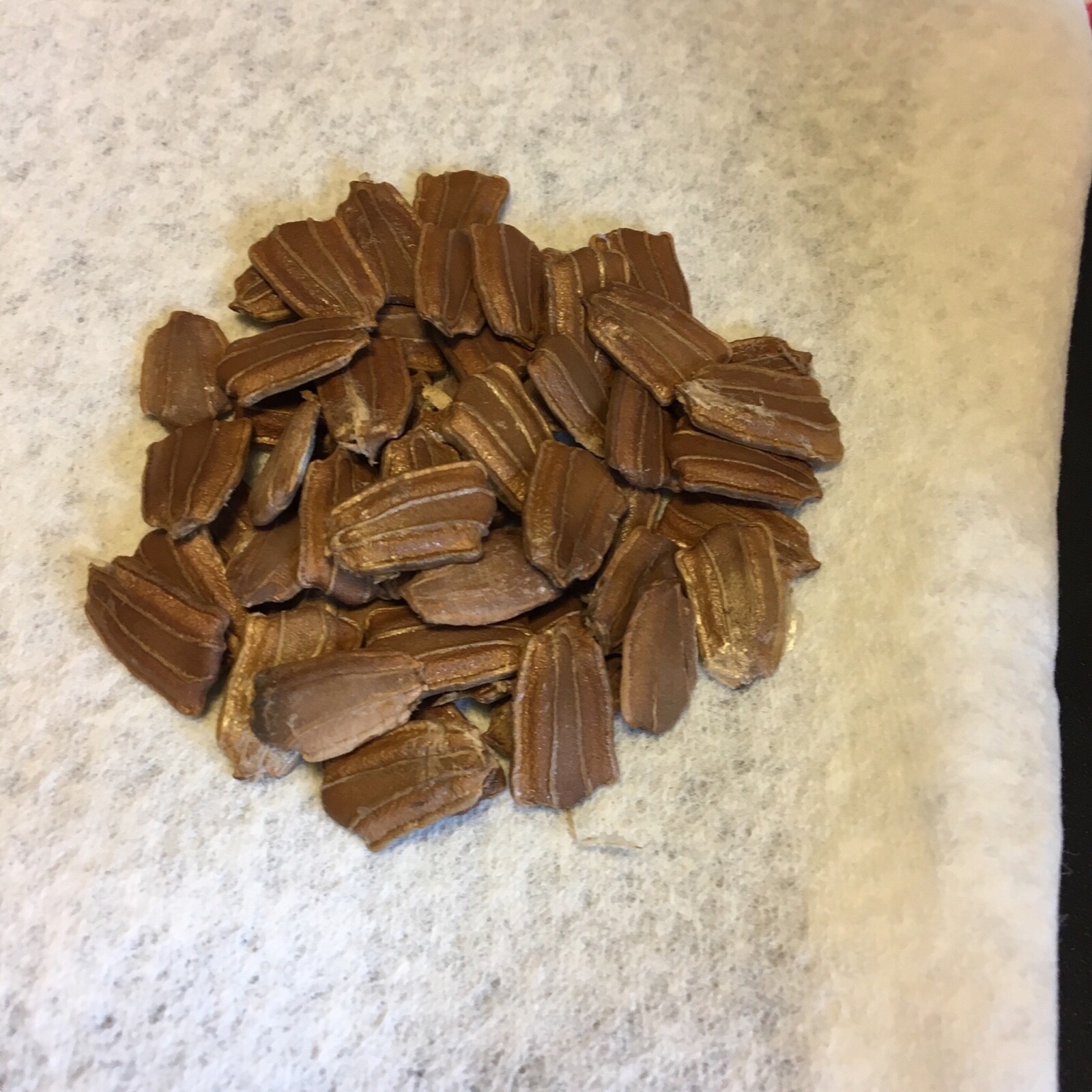 50+ Purple Martin birdhouse gourd seeds – the original from Alabama gourd seeds