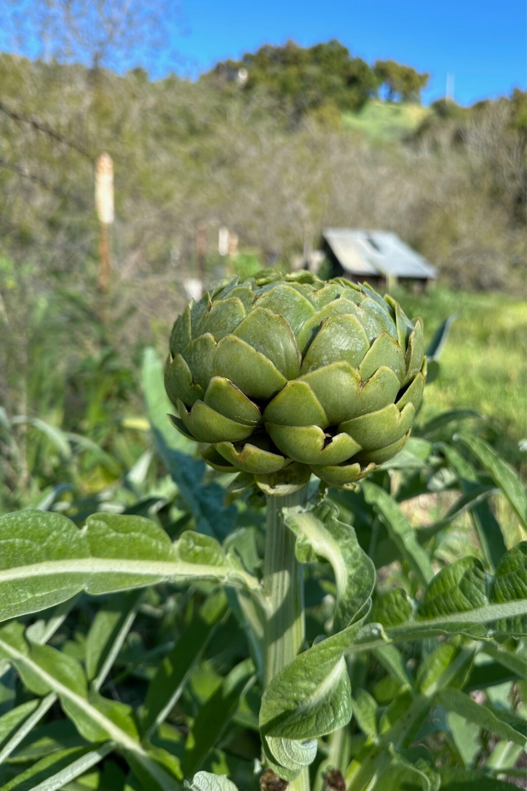 Green Globe Artichoke Seeds