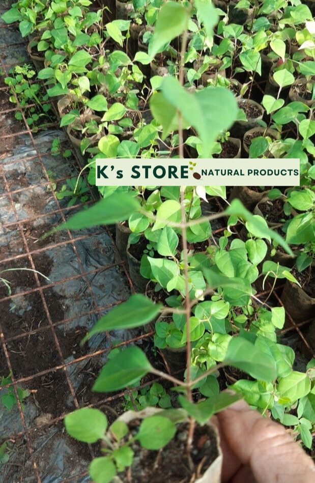 RIVER LEAF VINE SEEDS , HAT LÁ GIANG |HIGH GERMINATION RATE 85%|