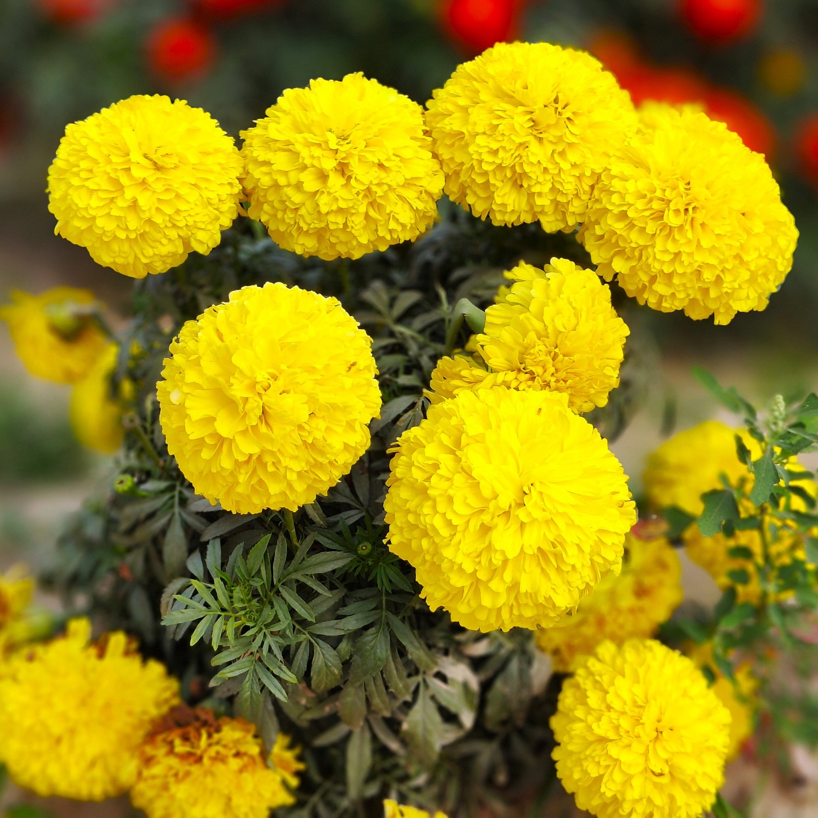 Yellow Brocade French Marigold Seeds – For 2025 Planting Dwarf Tagetes Patulas