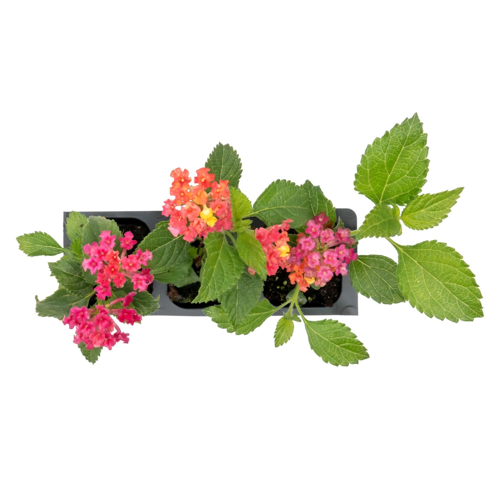 Irene Lantana in 2.5” Nursery Cubes (Lantana camara ‘Irene’) | Flowering Plants