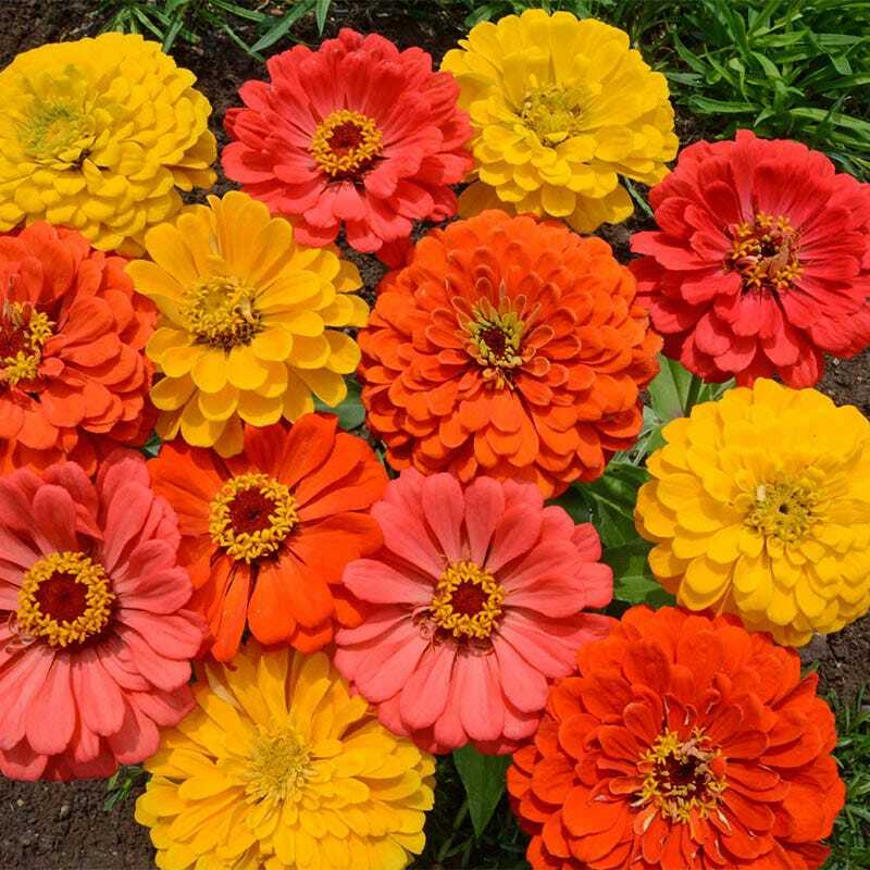 Zinnia FRUITY BEAUTY Mix Attracts Hummingbirds and Butterflies Non-GMO 100 Seeds