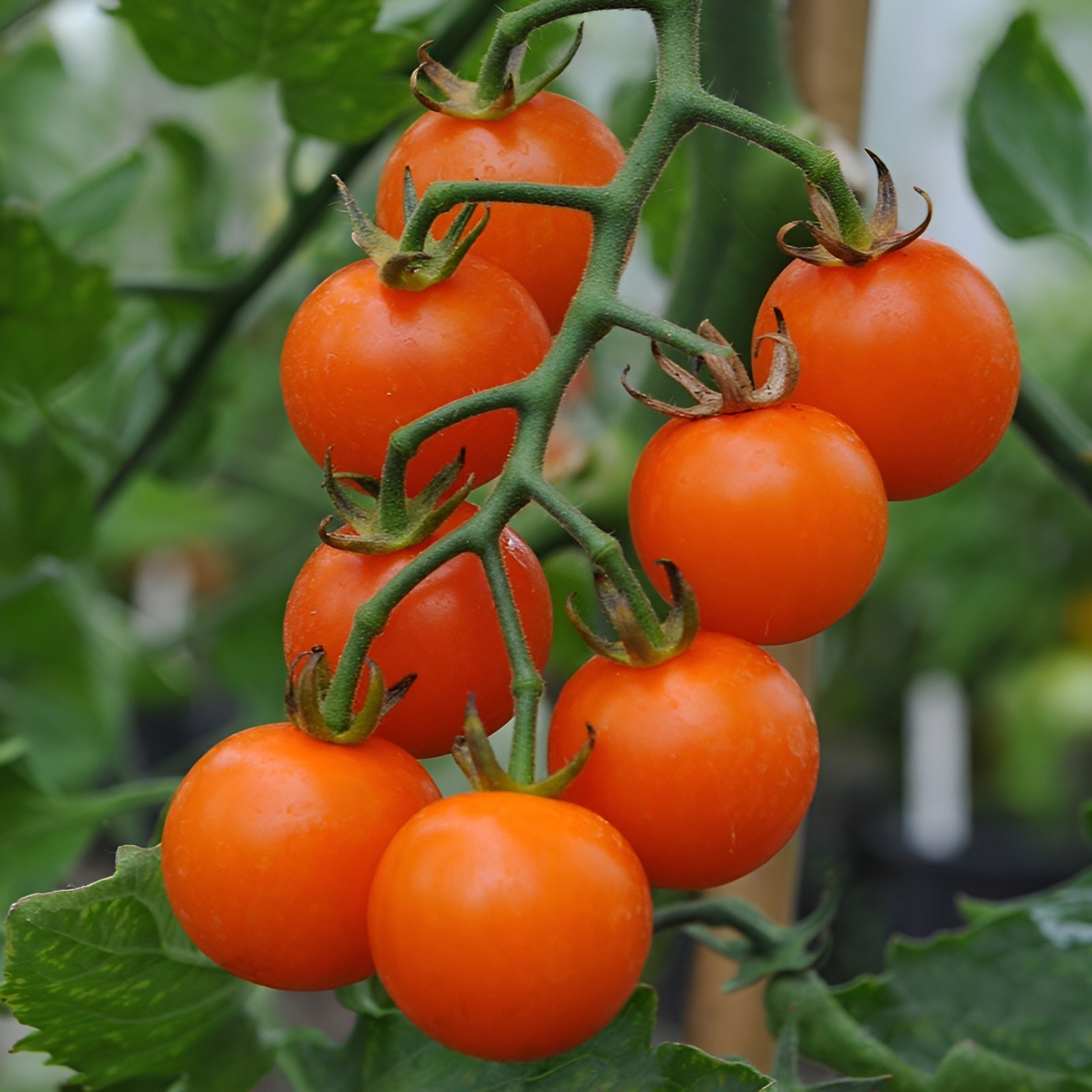 25 Sungold Cherry Tomato Seeds – Free Shipping Organic NonGMO Authentic F1 Seeds