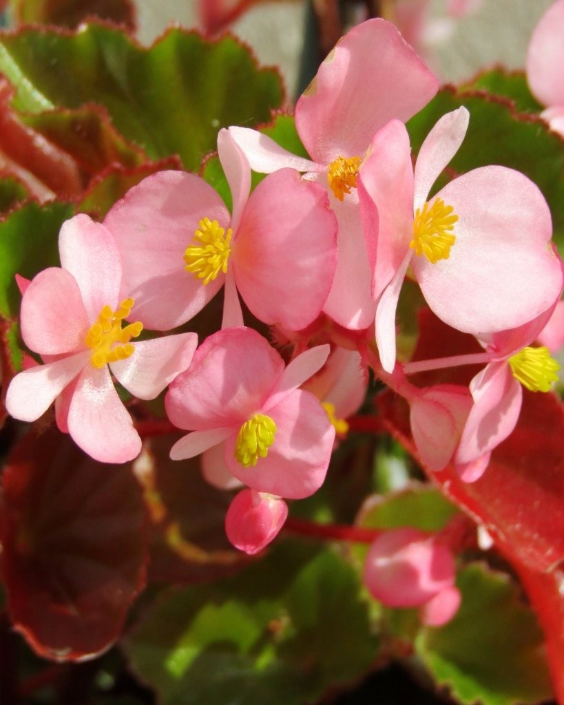 25 Begonia Fibrous Pelleted Cocktail Brandy Free Shipping & Tracking
