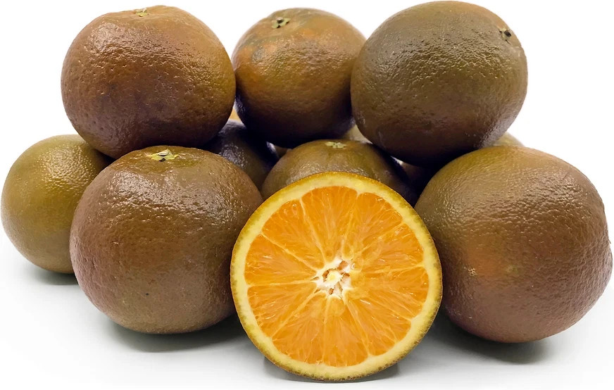 Rare Navel Chocolate Orange citrus- 3 cuttings , no roots. Grafting or rooting.