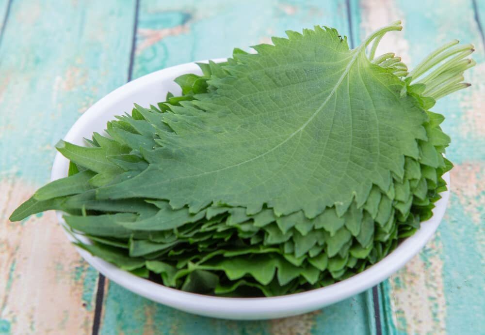 Green Shiso Seeds for Planting (200+ Seeds) Tangy Japanese Herb, Sushi Bar,Asian