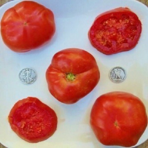 Box Car Willie – 25 Fresh Seeds 2023 – Buy any 3 var, 20% off entire order